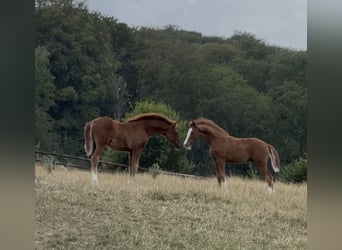 German Riding Pony, Stallion, Foal (04/2026), Chestnut-Red