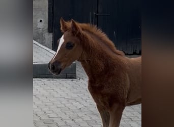 German Riding Pony, Stallion, Foal (04/2026), Chestnut-Red