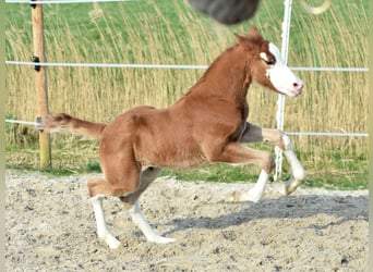 German Riding Pony Mix, Stallion, Foal (02/2024), Chestnut-Red