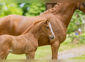 German Riding Pony, Stallion, , Chestnut-Red