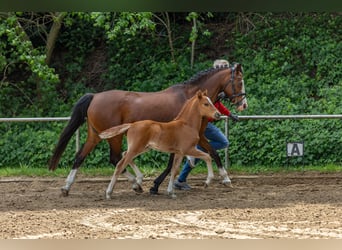 German Riding Pony, Stallion, , Chestnut-Red