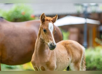 German Riding Pony, Stallion, , Chestnut-Red
