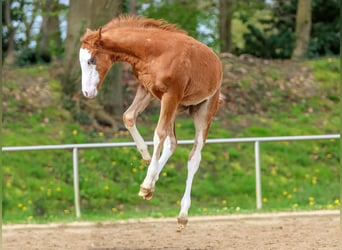 German Riding Pony, Stallion, Foal (02/2024), Chestnut-Red