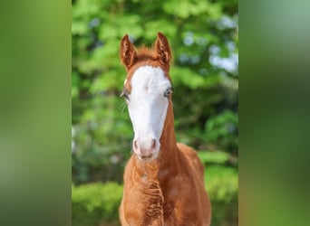 German Riding Pony, Stallion, Foal (02/2024), Chestnut-Red