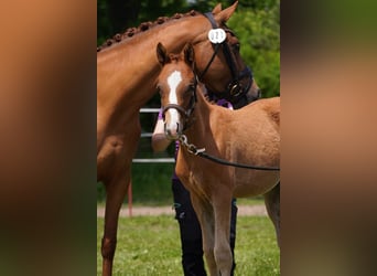 German Riding Pony, Stallion, Foal (03/2025), Chestnut-Red