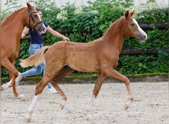 German Riding Pony, Stallion, Foal (04/2024), Chestnut-Red