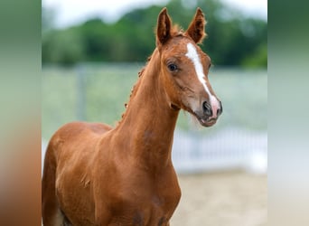 German Riding Pony, Stallion, Foal (05/2026), Chestnut-Red