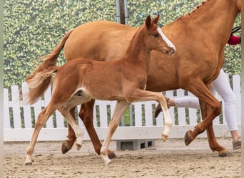 German Riding Pony, Stallion, Foal (02/2026), Chestnut-Red