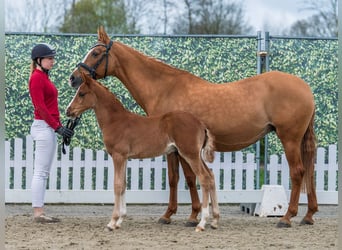 German Riding Pony, Stallion, Foal (02/2026), Chestnut-Red