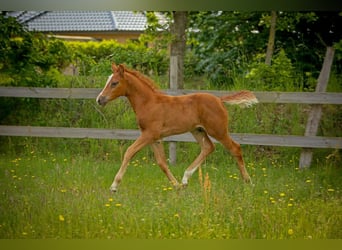 German Riding Pony, Stallion, Foal (04/2026), Chestnut-Red