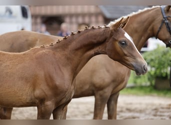 German Riding Pony, Stallion, Foal (03/2026), Chestnut-Red