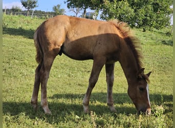German Riding Pony, Stallion, Foal (05/2023), Chestnut-Red