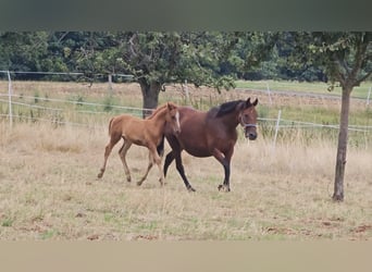 German Riding Pony, Stallion, Foal (05/2023), Chestnut-Red