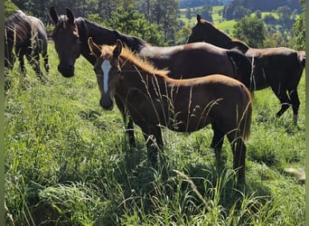 German Riding Pony, Stallion, Foal (05/2023), Chestnut-Red