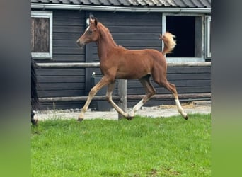 German Riding Pony, Stallion, Foal (01/2026), Chestnut-Red