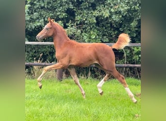 German Riding Pony, Stallion, Foal (01/2026), Chestnut-Red