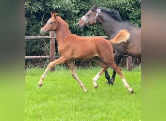 German Riding Pony, Stallion, Foal (01/2026), Chestnut-Red