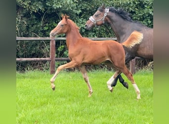 German Riding Pony, Stallion, Foal (01/2026), Chestnut-Red