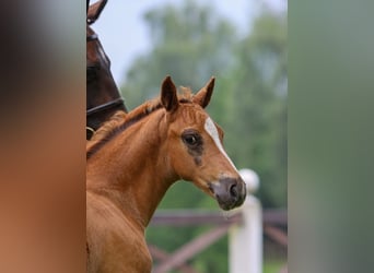 German Riding Pony, Stallion, Foal (05/2024), Chestnut-Red