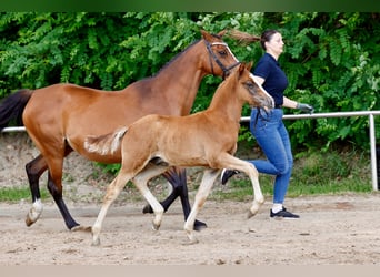 German Riding Pony, Stallion, Foal (04/2026), Chestnut-Red