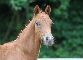 German Riding Pony, Stallion, Foal (03/2024), Chestnut-Red
