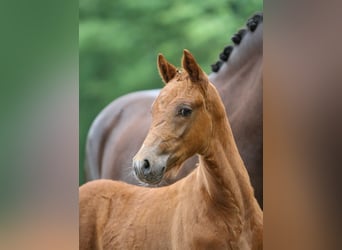 German Riding Pony, Stallion, Foal (03/2024), Chestnut-Red