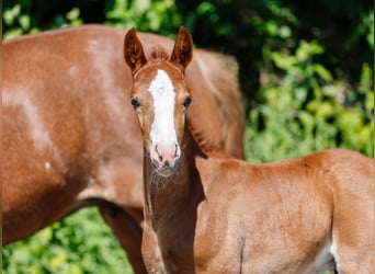 German Riding Pony, Stallion, , Chestnut-Red