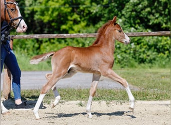 German Riding Pony, Stallion, , Chestnut-Red