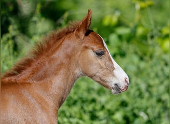 German Riding Pony, Stallion, , Chestnut-Red
