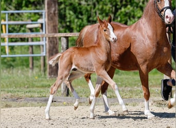 German Riding Pony, Stallion, , Chestnut-Red
