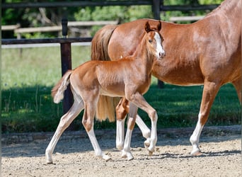 German Riding Pony, Stallion, , Chestnut-Red