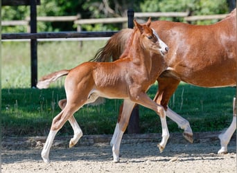 German Riding Pony, Stallion, , Chestnut-Red