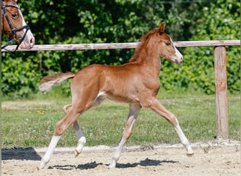 German Riding Pony, Stallion, , Chestnut-Red