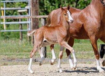 German Riding Pony, Stallion, , Chestnut-Red