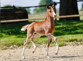 German Riding Pony, Stallion, , Chestnut-Red