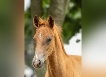 German Riding Pony, Stallion, Foal (04/2024), Chestnut-Red