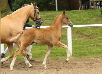 German Riding Pony, Stallion, Foal (04/2024), Chestnut-Red