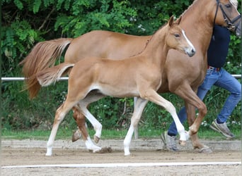 German Riding Pony, Stallion, Foal (03/2024), Chestnut-Red