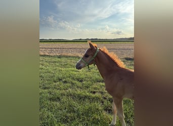 German Riding Pony, Stallion, Foal (06/2026), Chestnut-Red