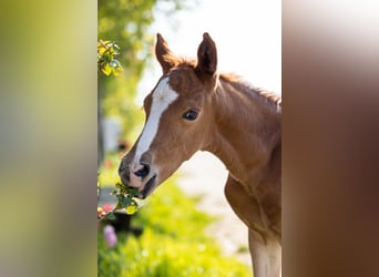 German Riding Pony Mix, Stallion, Foal (04/2023), Chestnut