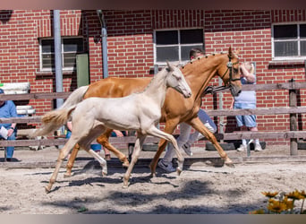 German Riding Pony, Stallion, Foal (03/2026), Cremello