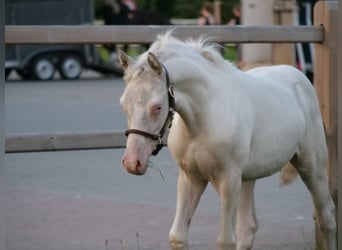 German Riding Pony, Stallion, Foal (04/2025), Cremello