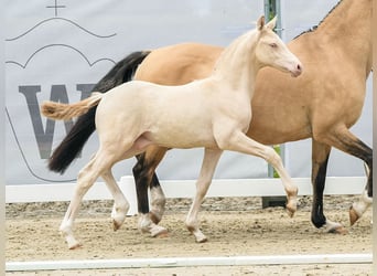 German Riding Pony, Stallion, Foal (04/2024), Cremello