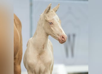 German Riding Pony, Stallion, Foal (05/2024), Cremello