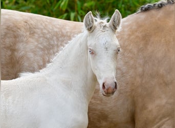 German Riding Pony, Stallion, , Cremello