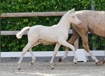 German Riding Pony, Stallion, , Cremello