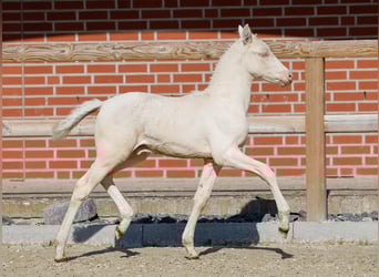German Riding Pony, Stallion, , Cremello