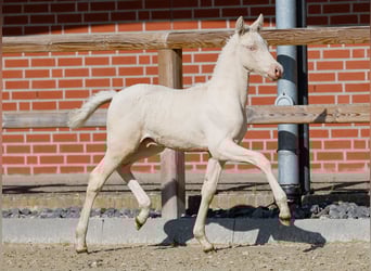 German Riding Pony, Stallion, , Cremello