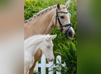 German Riding Pony, Stallion, , Cremello