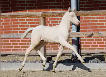 German Riding Pony, Stallion, , Cremello